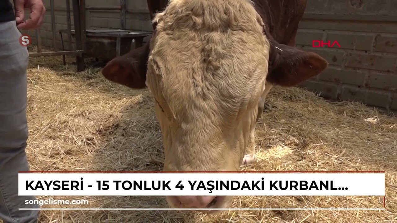 Kayseri - 1,5 tonluk 4 yaşındaki kurbanlık 'Poyraz', alıcısını bekliyor