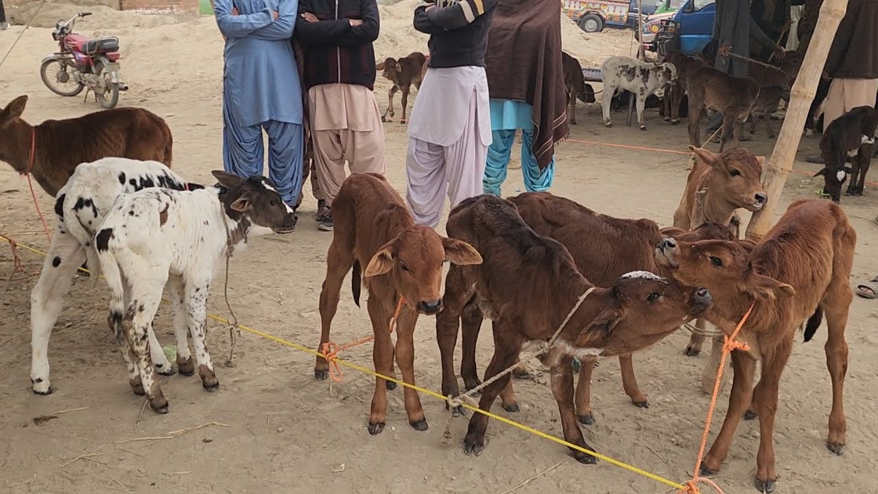 2 December 2025 چھوٹے بچھڑیاں والی منڈی ghaas waly bachry bachraiyan sasti mandi punjab ki mandi 