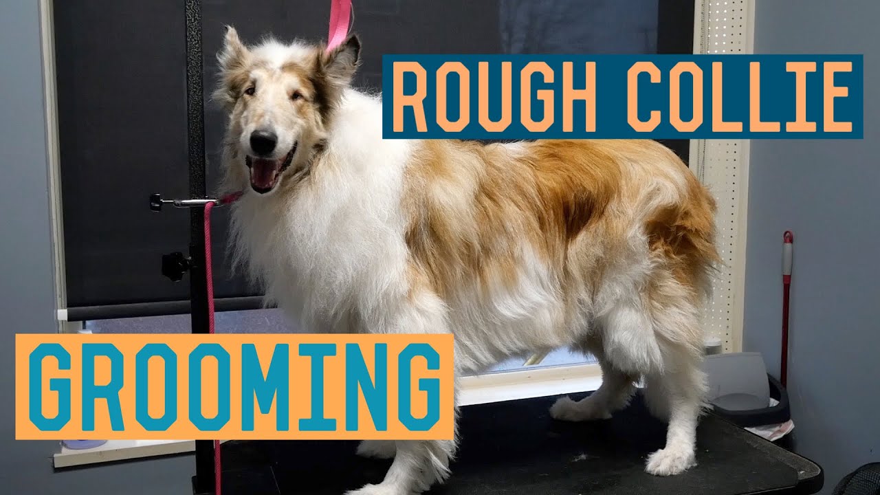 Rough Collie Groom with Trimming and Deshed Treatment/Undercoat Removal - Dog Grooming