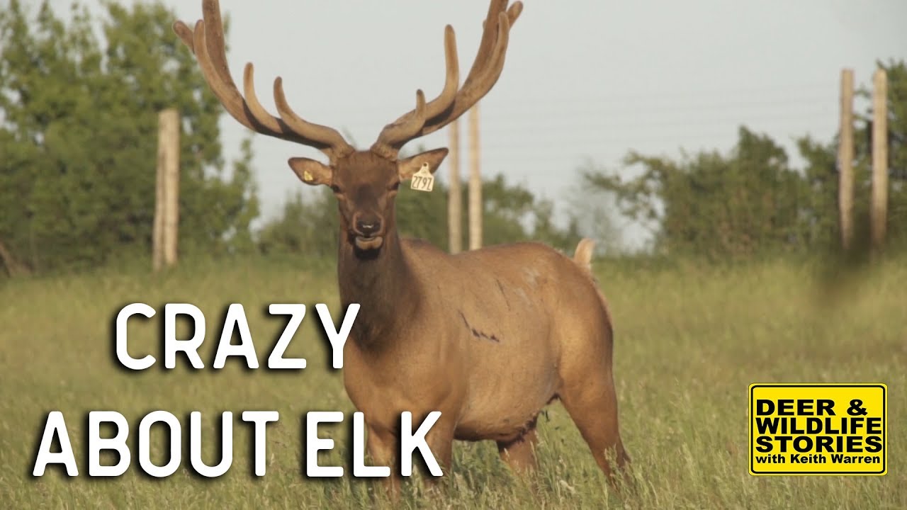 Elk Farming 