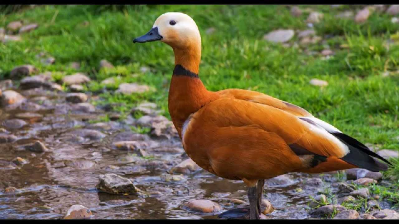 Ruddy Shelduck Bird Call Bird Song