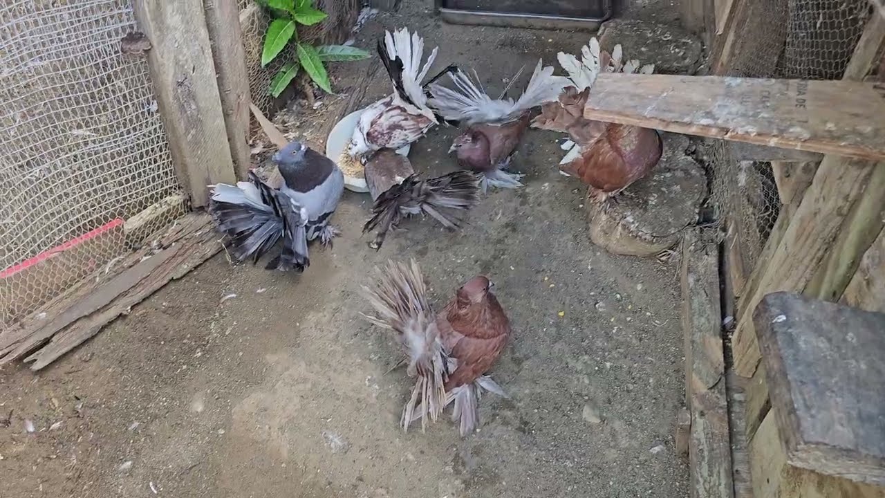 Jamaica's Fancy Pigeon Farm LOL.. #fantailpigeon #pigeonbreed #kabutar #pigeonhouse