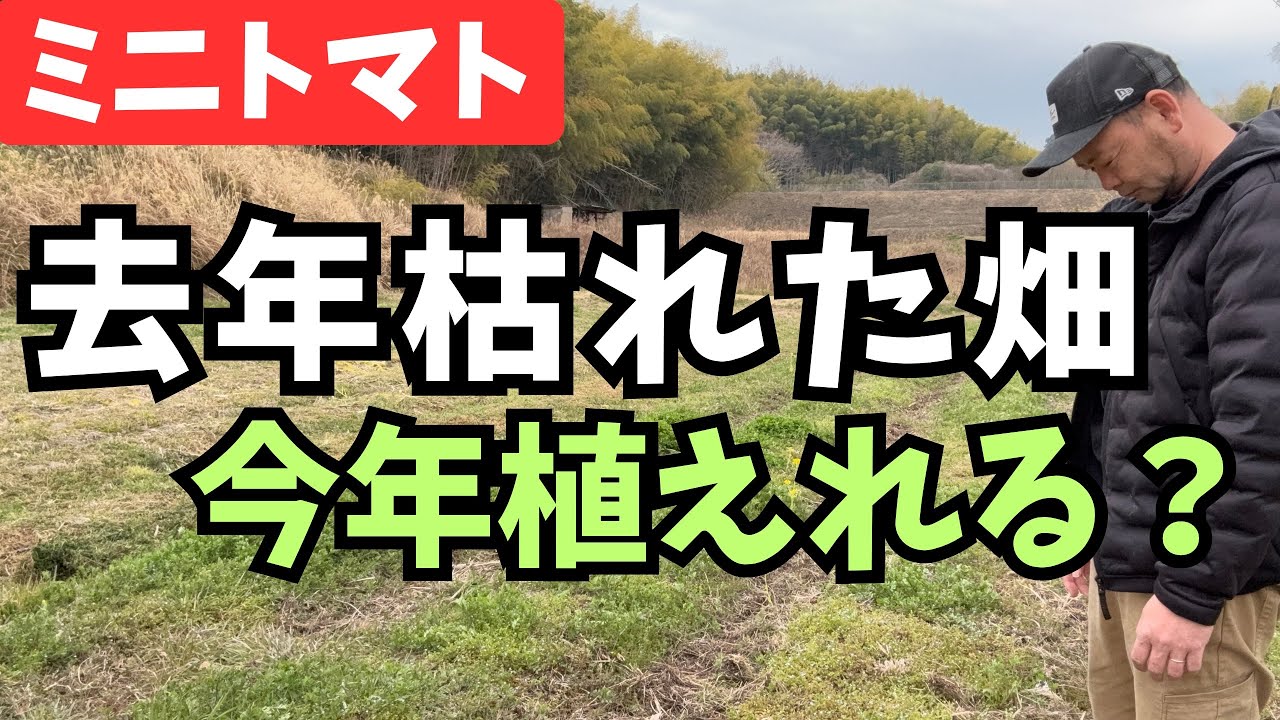 【ミニトマトの育て方】去年枯れた畑「今年植えても大丈夫ですか？」