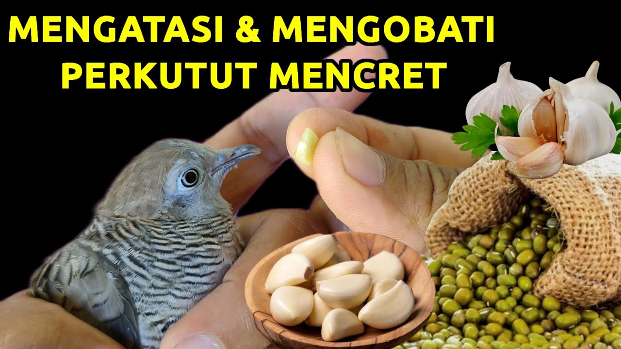 Cara mengobati dan mengatasi perkutut mencret atau berak air