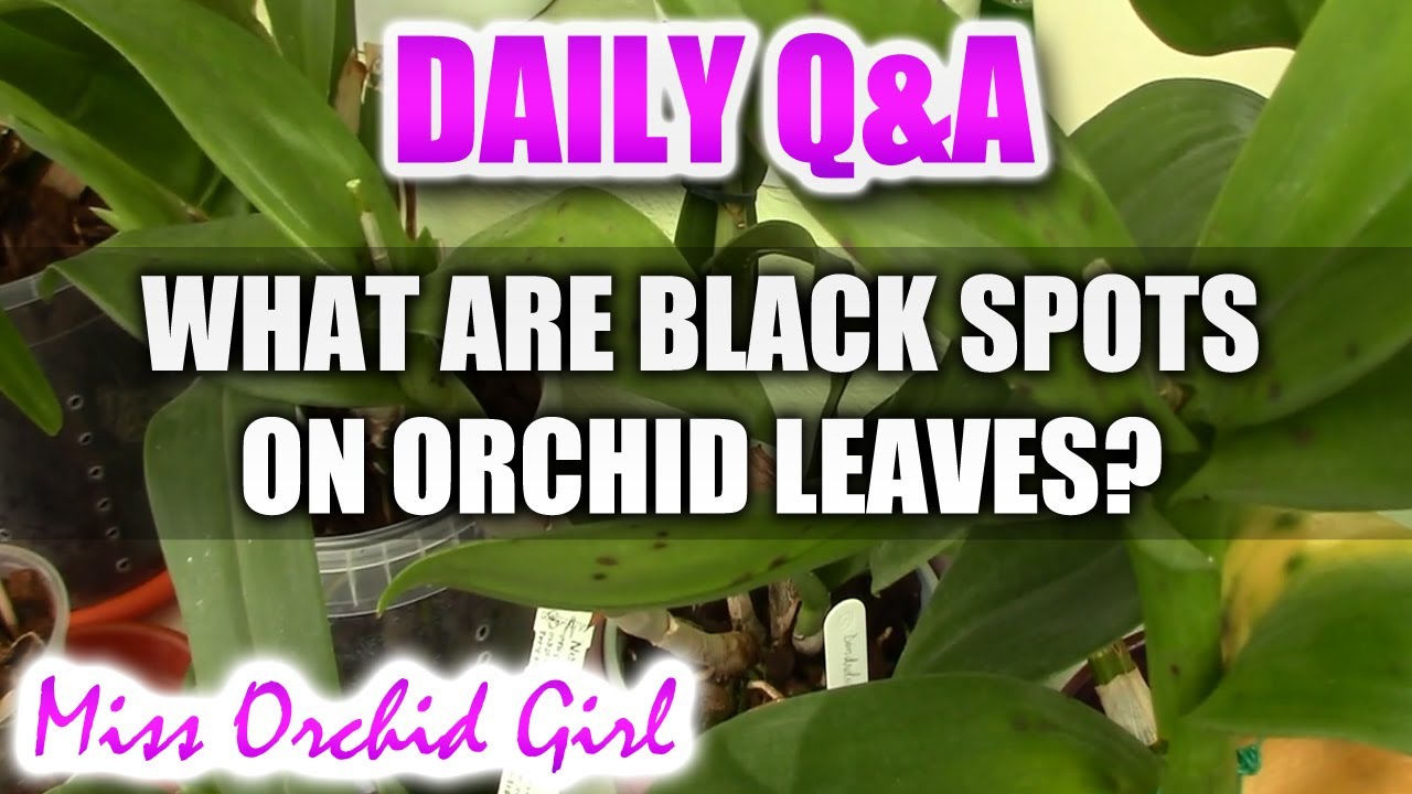 Q&A - What are black spots on Orchid leaves?