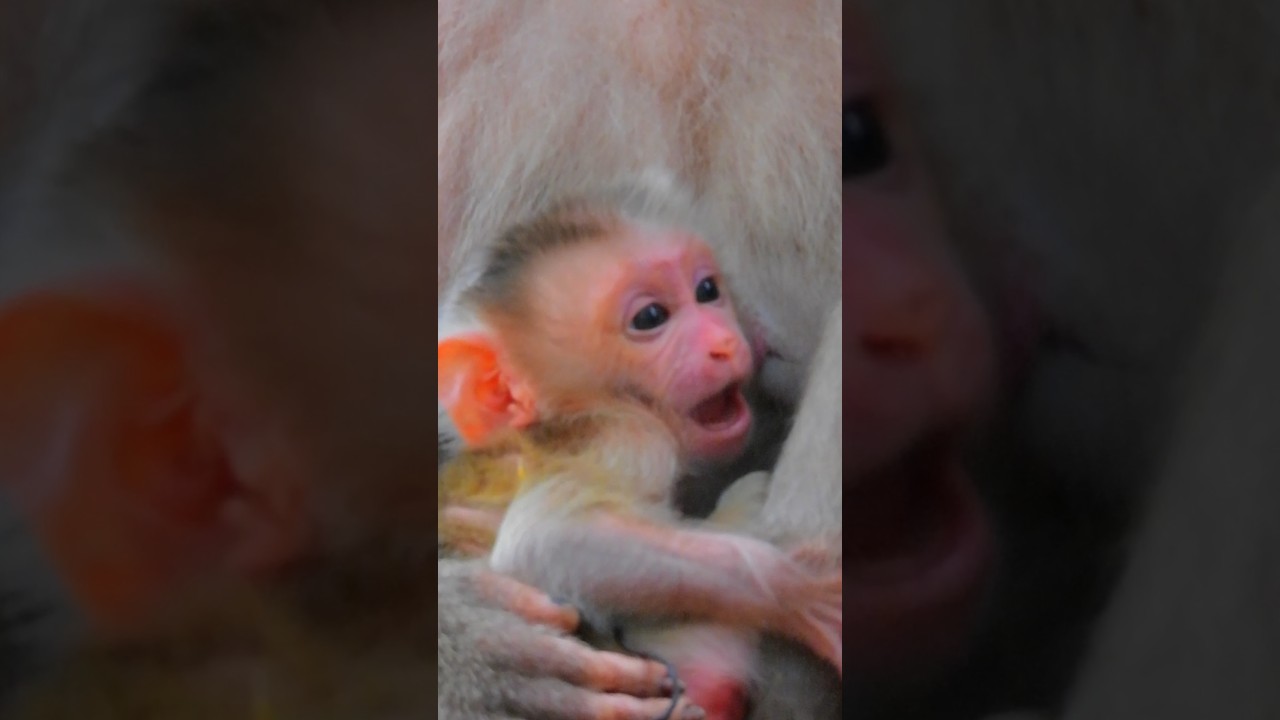 OOp welcome newborn baby, Oop pity voice call older play with, Libby gives birth