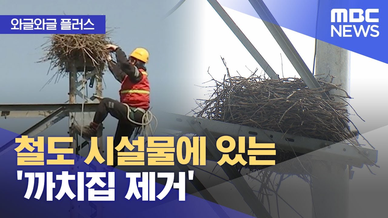 [와글와글 플러스] 철도 시설물에 있는 '까치집 제거' (2025.03.17/뉴스투데이/MBC)