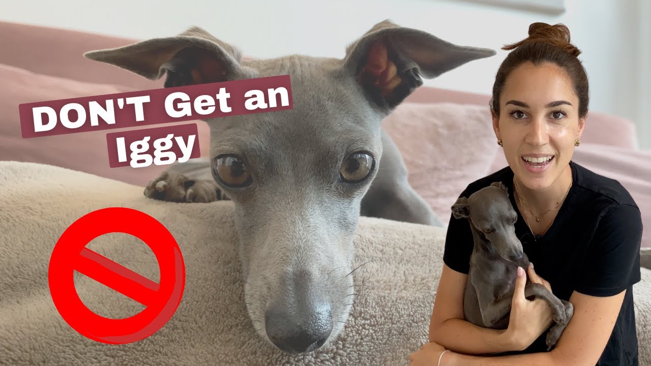 DON'T Get an Italian Greyhound