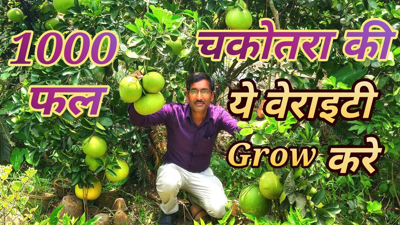 चकोतरा / Pomelo के एक पेड़ से हजारों फल प्राप्त करने के लिए एसेंबली वेराइटी ग्रो करे