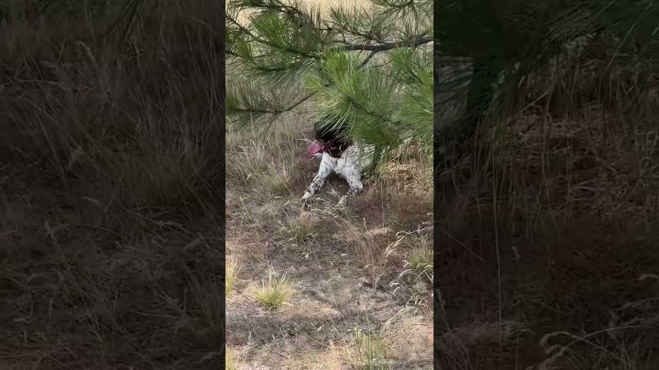 Poppy and I hit the trail today for a 4-mile hike