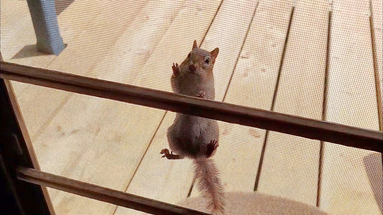 집 안에서 쳐키 밥 주는 모습을 본 다람쥐 월리 Chipmunk Wally Finds Out I Feed Chucky In The House