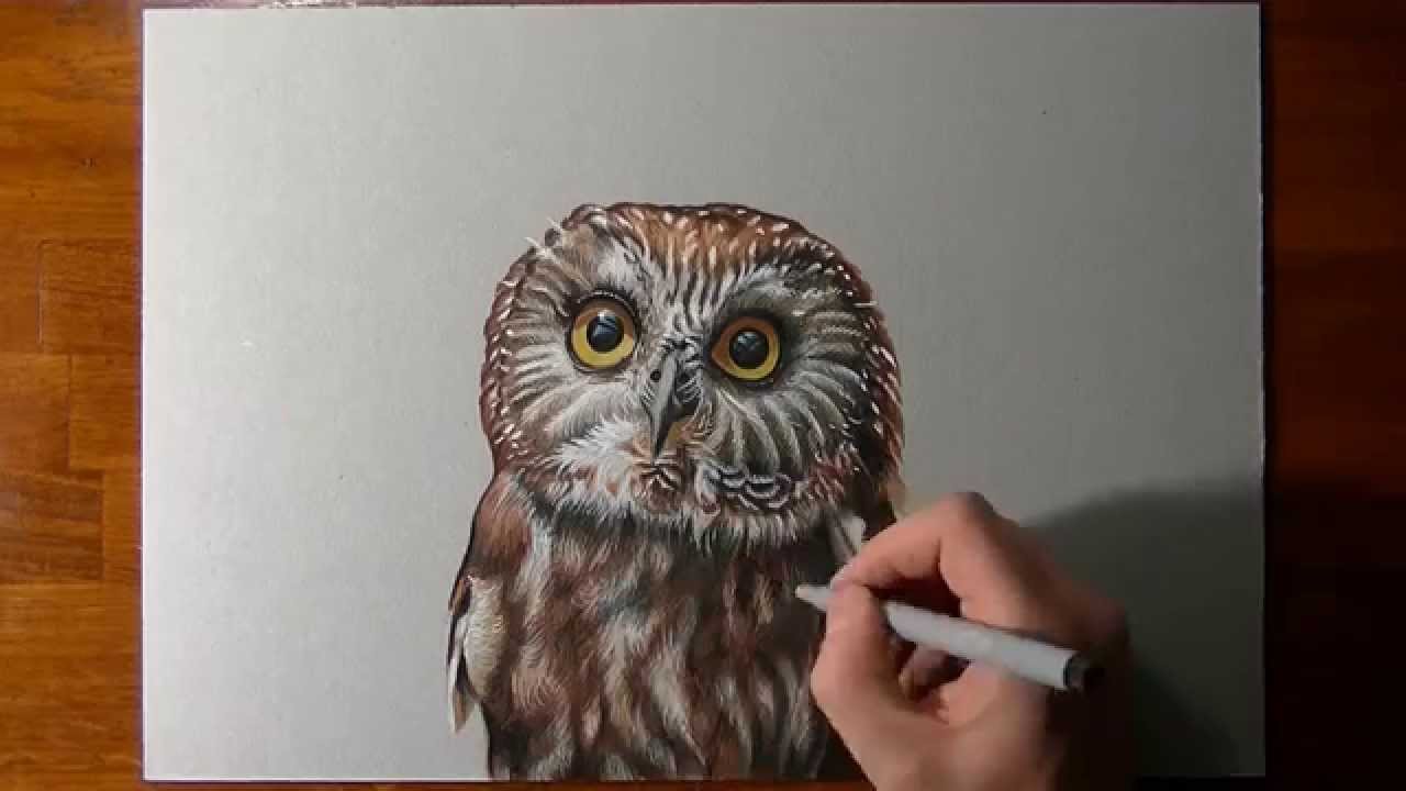 Disegno realistico in timelapse: una civetta