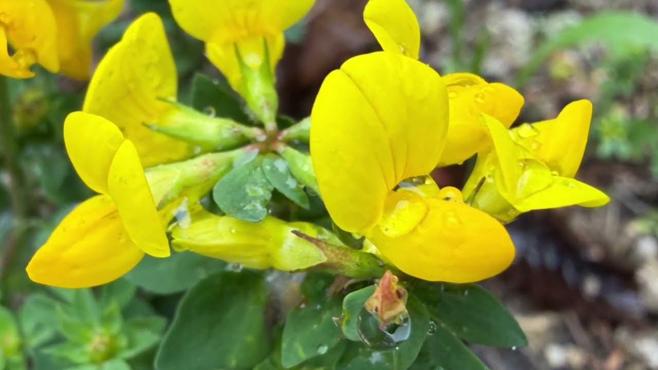 Entdecke den Gew&ouml;hnlichen Hornklee &ndash; eine wahre Perle der Natur!