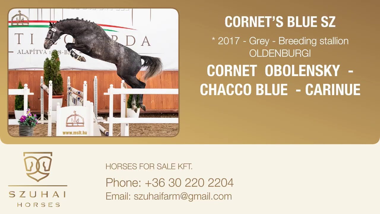 CORNET OBOLENSKY x CHACCO BLUE 2018 LICENSED BREEDING STALLION