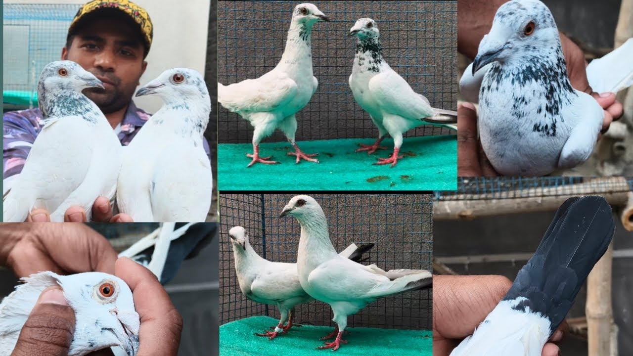 Andhra Pigoen o Chennai Kabutar Sell YouTup Vedio #9330814873 #High Flying pigone # YouTube video #