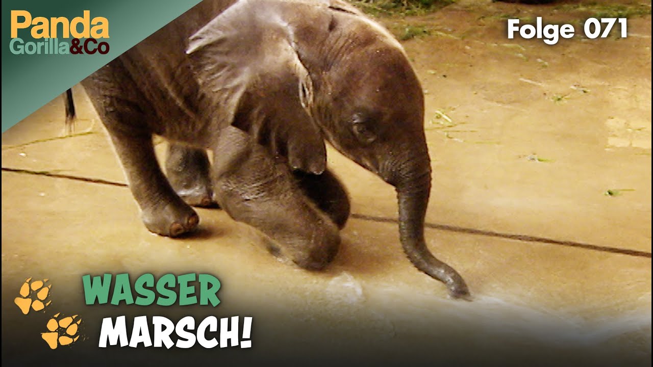 Wasserspiele bei den Elefanten im Zoo und Ausgrabungen bei den Pinguinen | Panda, Gorilla & Co.