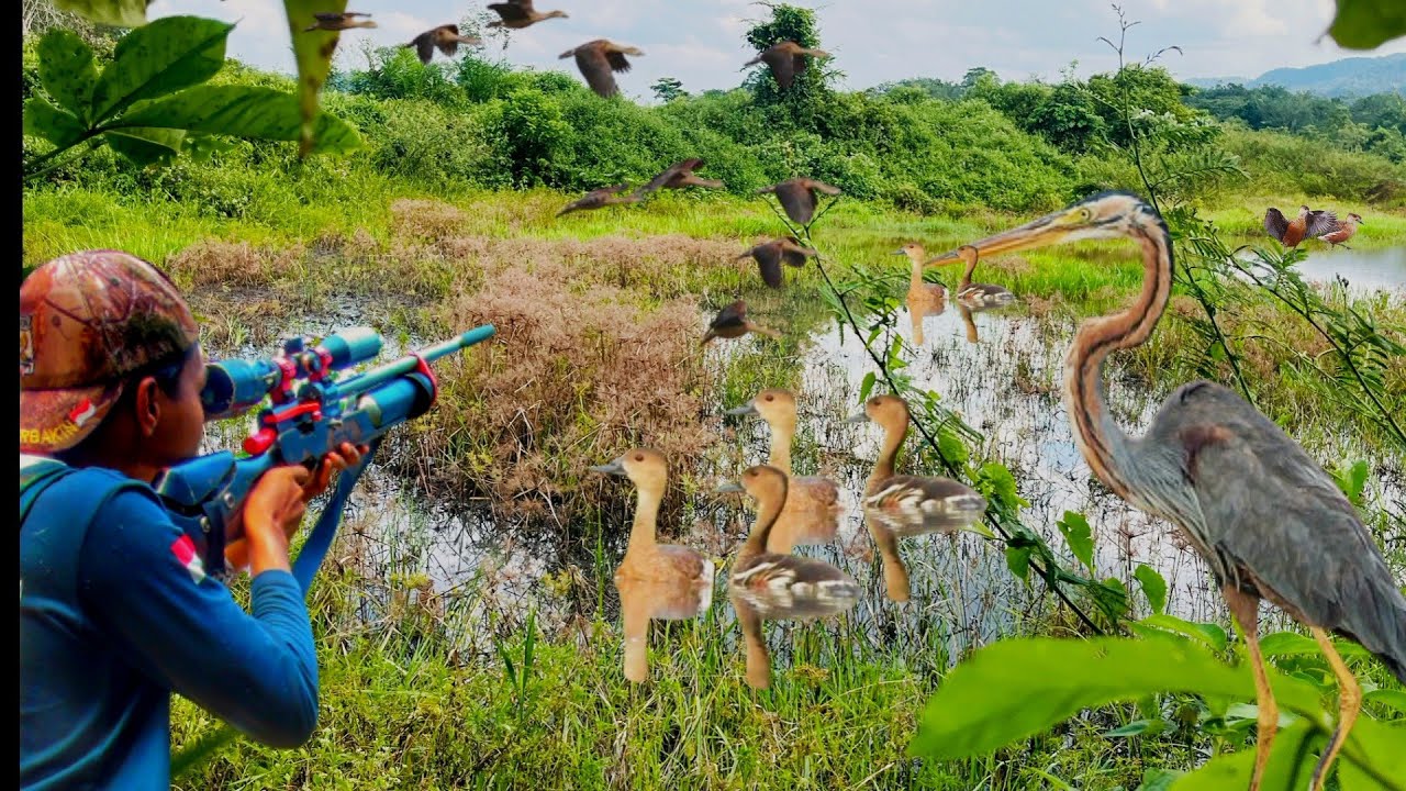 BERBURU BURUNG CANGAK MERAH DI SPOT BURUNG BELIBIS DAN TEKUKUR 