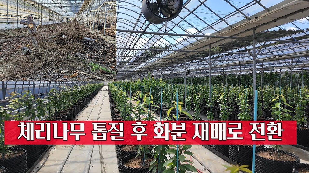 10년생 체리나무 톱질하고 에어포트 화분 재배로 전환. 체리나무 화분에서 재배가 가능할까?