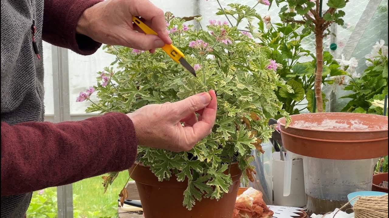 Taking Cuttings of Regal and Scented Pelargoniums.