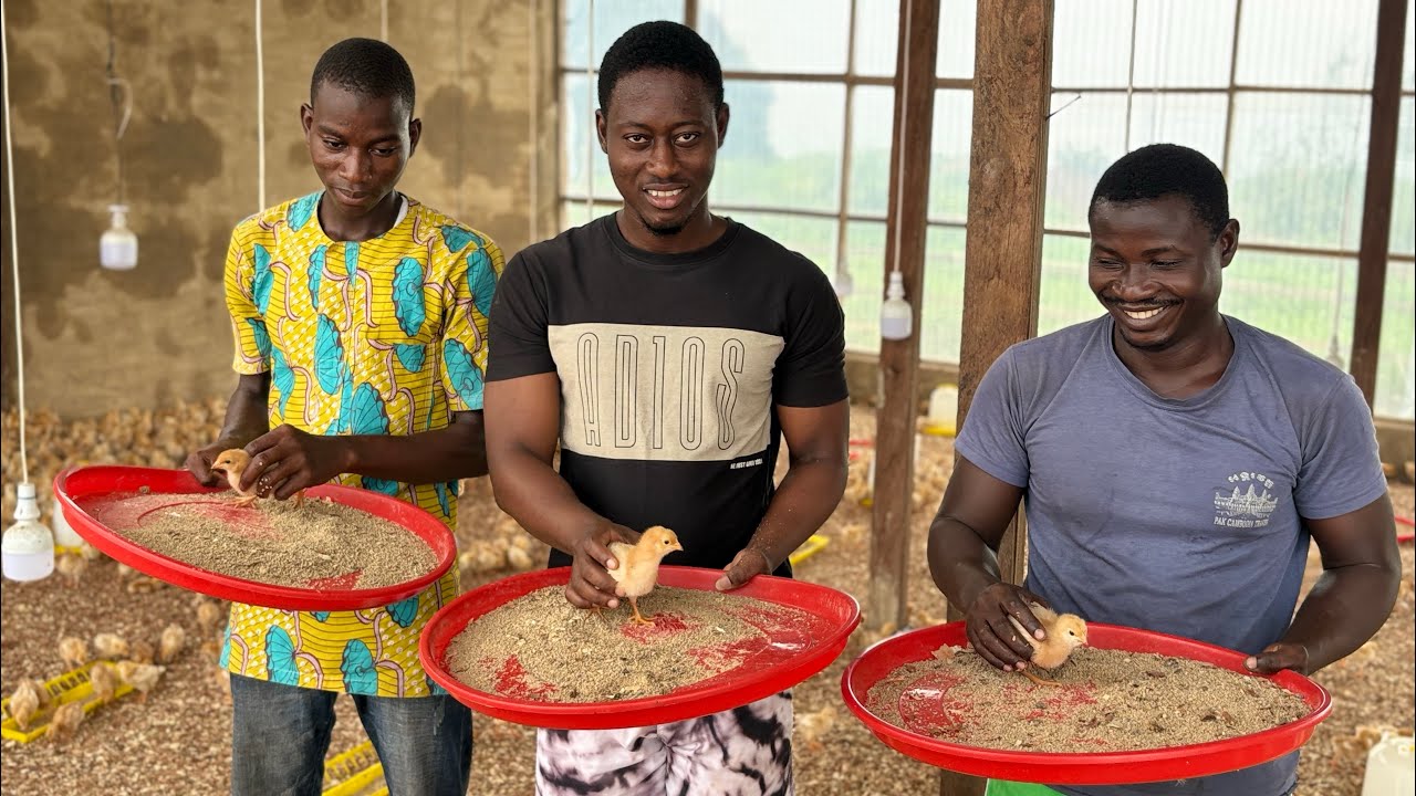 P.A.R Farms Ltd Established a thriving 6,000 capacity poultry farm in Ghana for a US-based client.