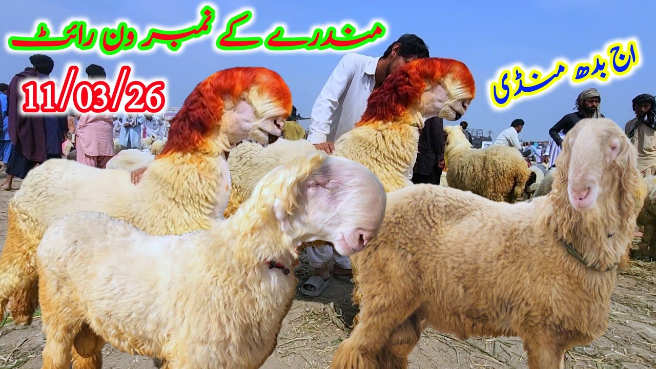 Today's Market In Ramzan.  ul Mubarak Is so Cheap Price 15\20 Mundray Animals Malik imran goat farm