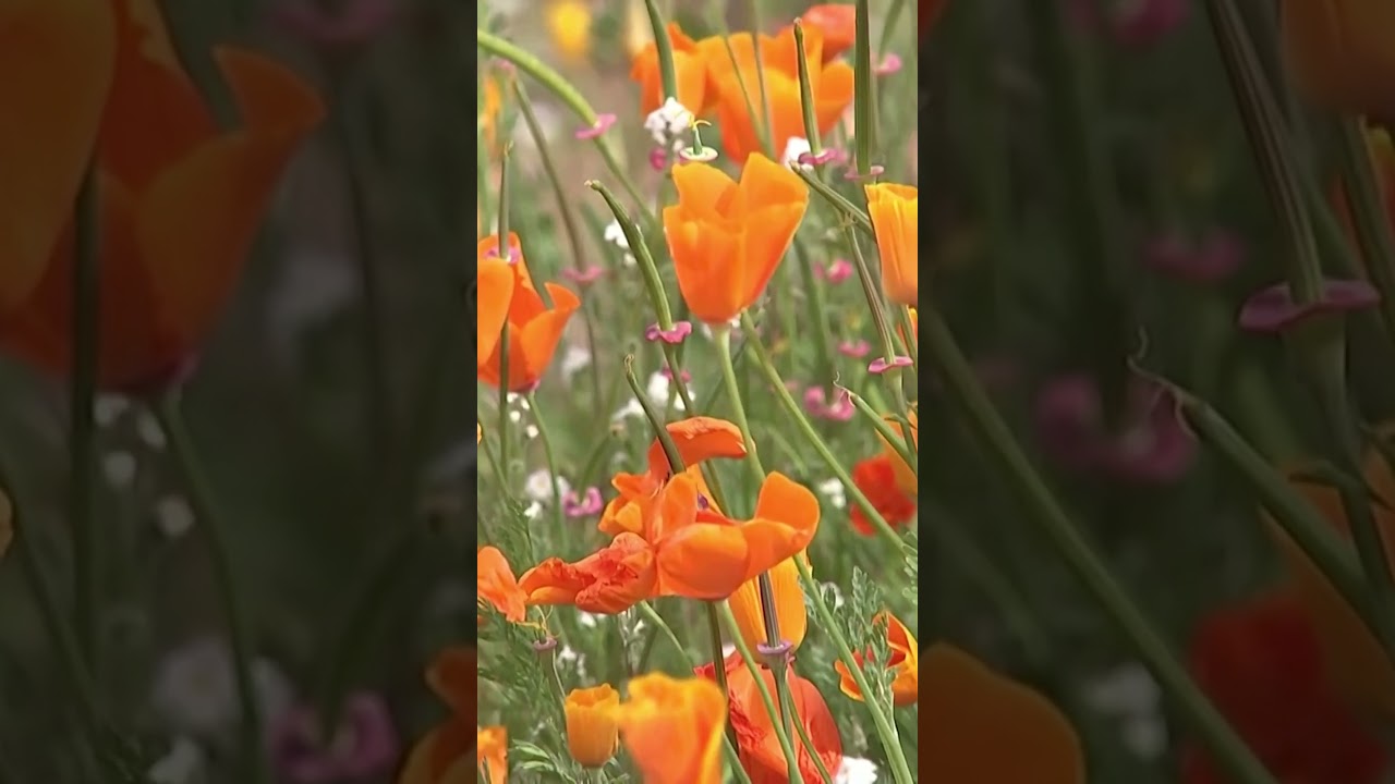 A unique #California #flower bloom delights sightseers & #influencers for #photoshoots #insidernews