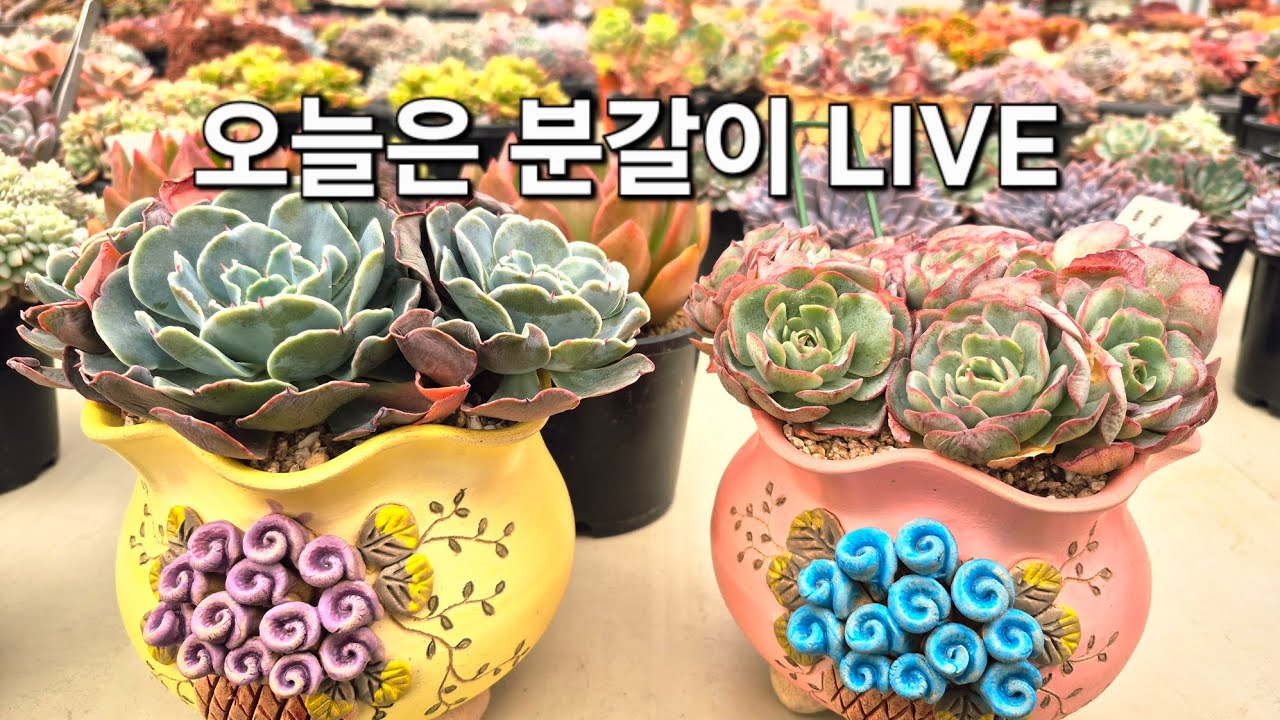 고양 구름다육 라이브 방송