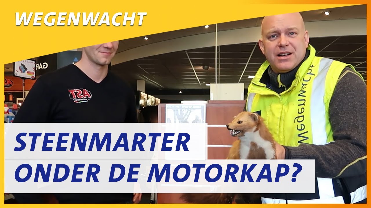 Zo voorkom je een steenmarter onder je motorkap | Wegenwacht vlog #121