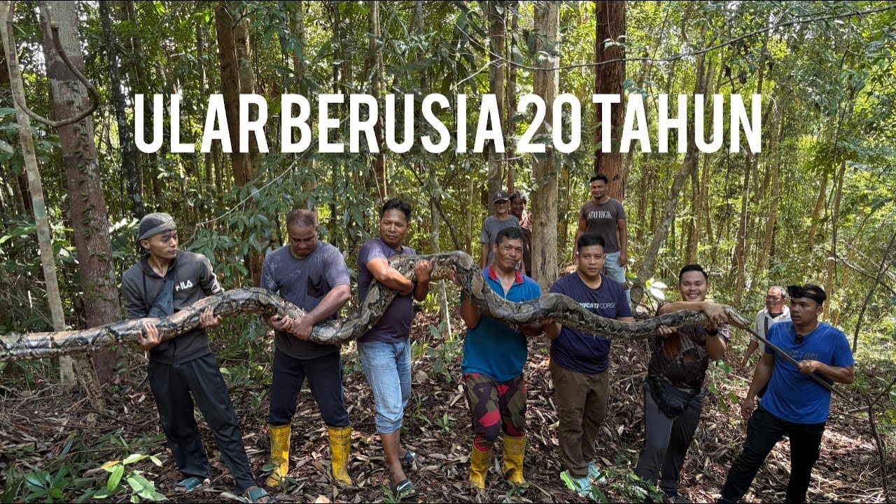 14 ORANG TANGKAP ULAR TERBESAR BERUSIA 20 TAHUN