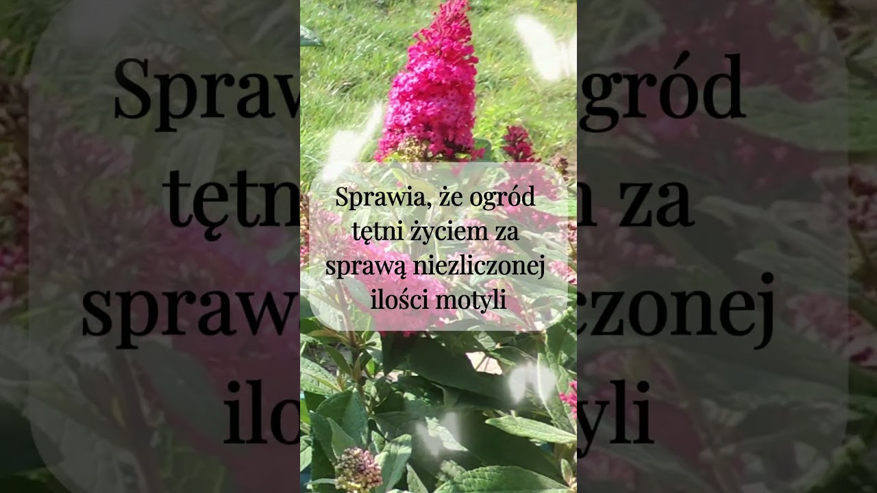 Budleja Dawida candy Little Ruby - piękno i wdzięk letnio-jesiennych rabat #ogr&oacute;d #budleja