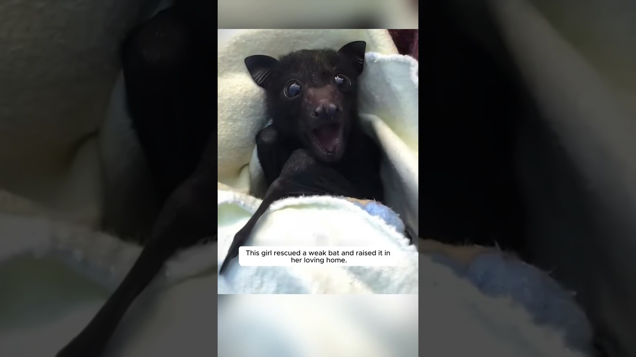 This girl rescued a weak bat and raised it in her loving home. #animalshorts #shortvideo