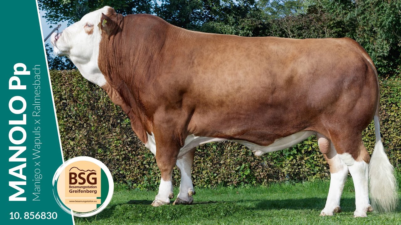 MANOLO Pp* 10.856830 - BSG Fleckvieh - ein Traum von einem Bullen