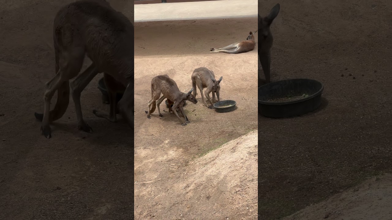 Kangaroos having their breakfast #albuquerquezoo #zooanimals#Kangaroos#newmexicotravels #nmtrue