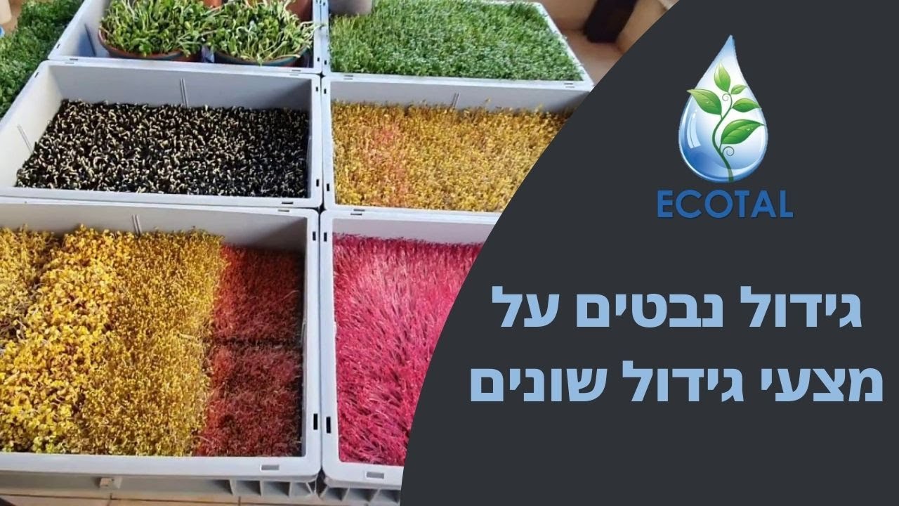 גידול נבטים על מצעי גידול שונים