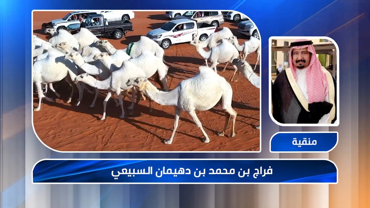 منقية دهامات | مالك الإبل / فراج بن محمد بن دهيمان السبيعي  ( فئة كأس النادي - وضح )