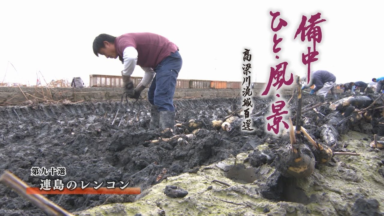 備中ひと・風・景～高梁川流域百選（９０）連島のレンコン畑（倉敷市連島町鶴新田）