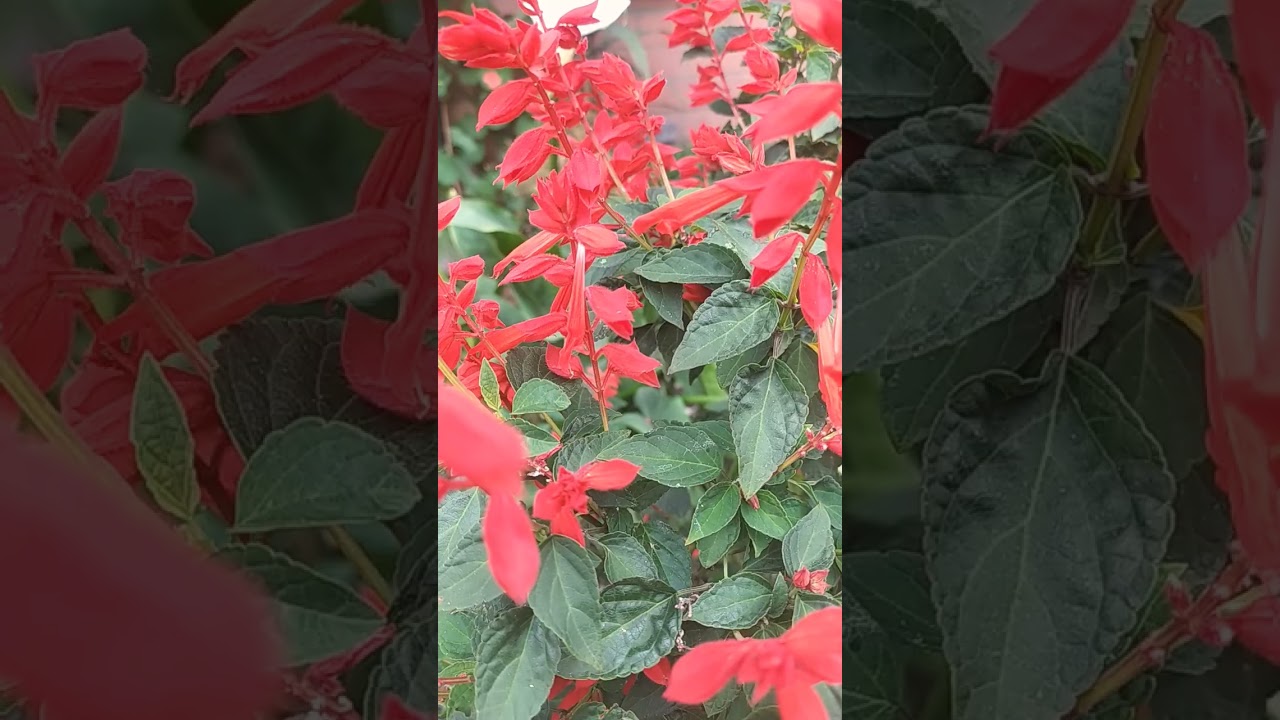 SALVIA ROJA (coral) #flores #floral #flowers #flor #jardin #plantas