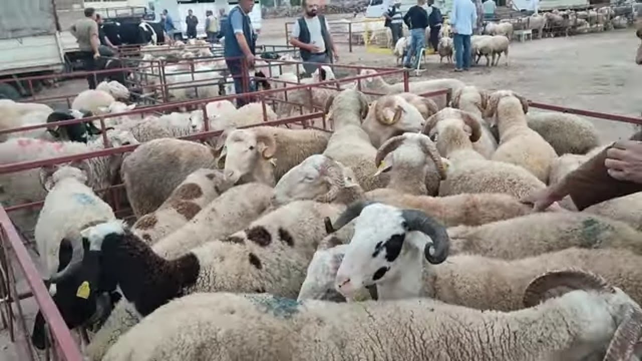 İZMİR TORBALI HAYVAN PAZARINDA GÜNCEL KURBANLIK FİYATLARI.