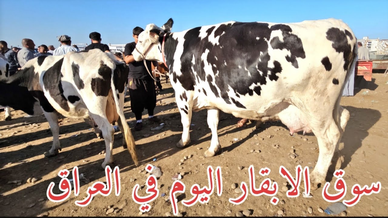 #سوق_الأبقار اليوم في العراق سوق محافظة ديالى