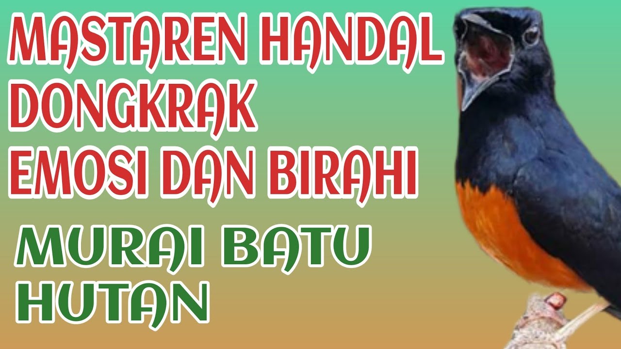 STOPRES || Masteran juara susah di imbangi murai batu fighter
