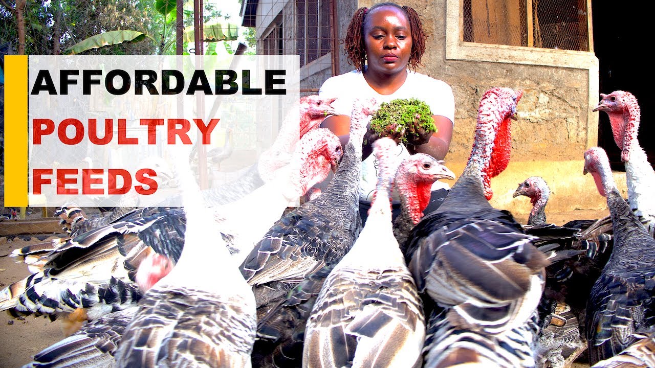 How to Boost Poultry Production: Cut Feed Costs & Double Your Egg Yield!
