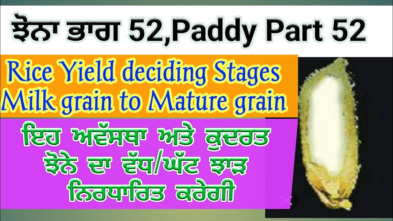 Rice milk grain to mature grain stage(ਝੋਨੇ ਦਾ ਝਾੜ ਨਿਰਧਾਰਿਤ ਕਰਨ ਵਾਲੀ ਸਟੇਜ) by SherGill Markhai