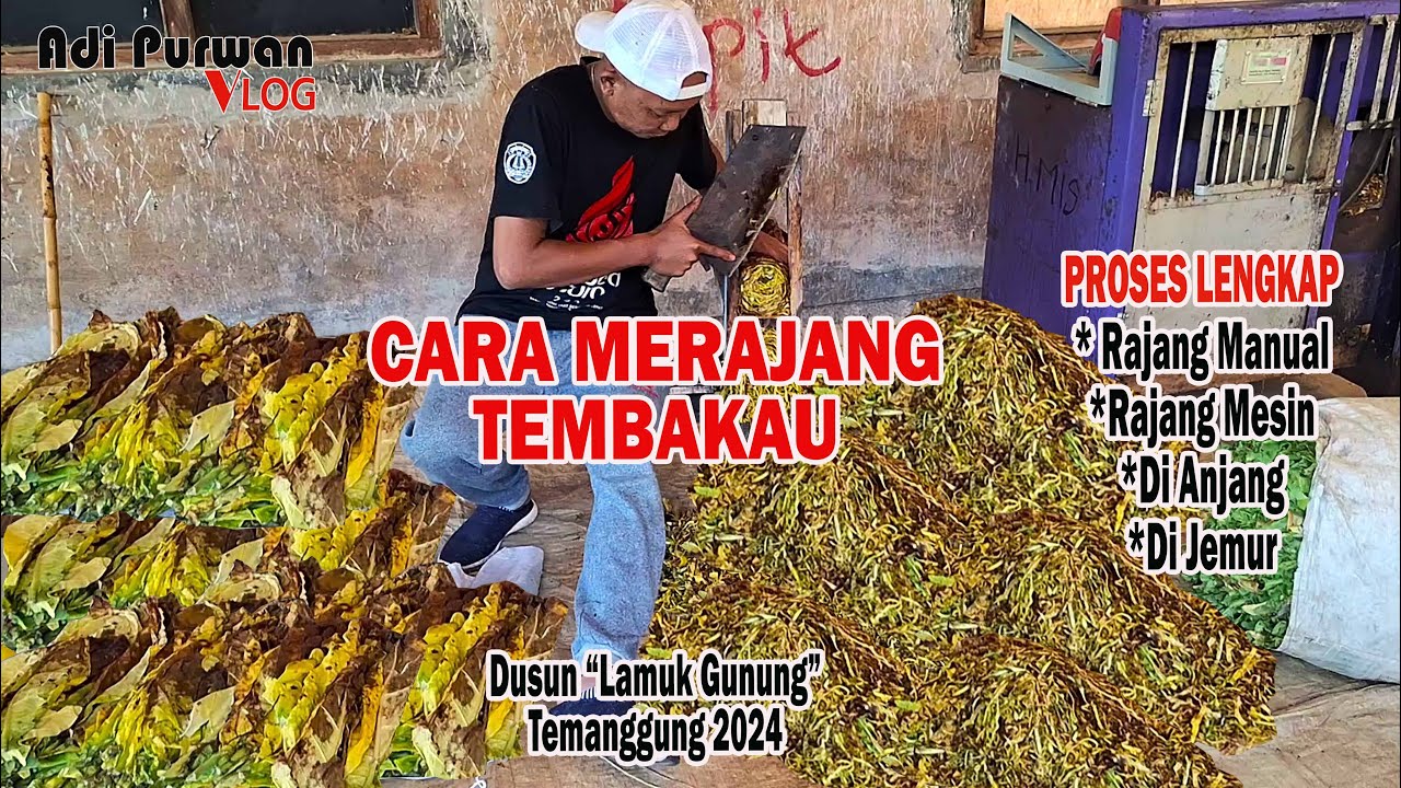 Cara Merajang Tembakau Temanggung - Proses Lengkap Cara Mengolah Tembakau Yang Berkualitas Tingi