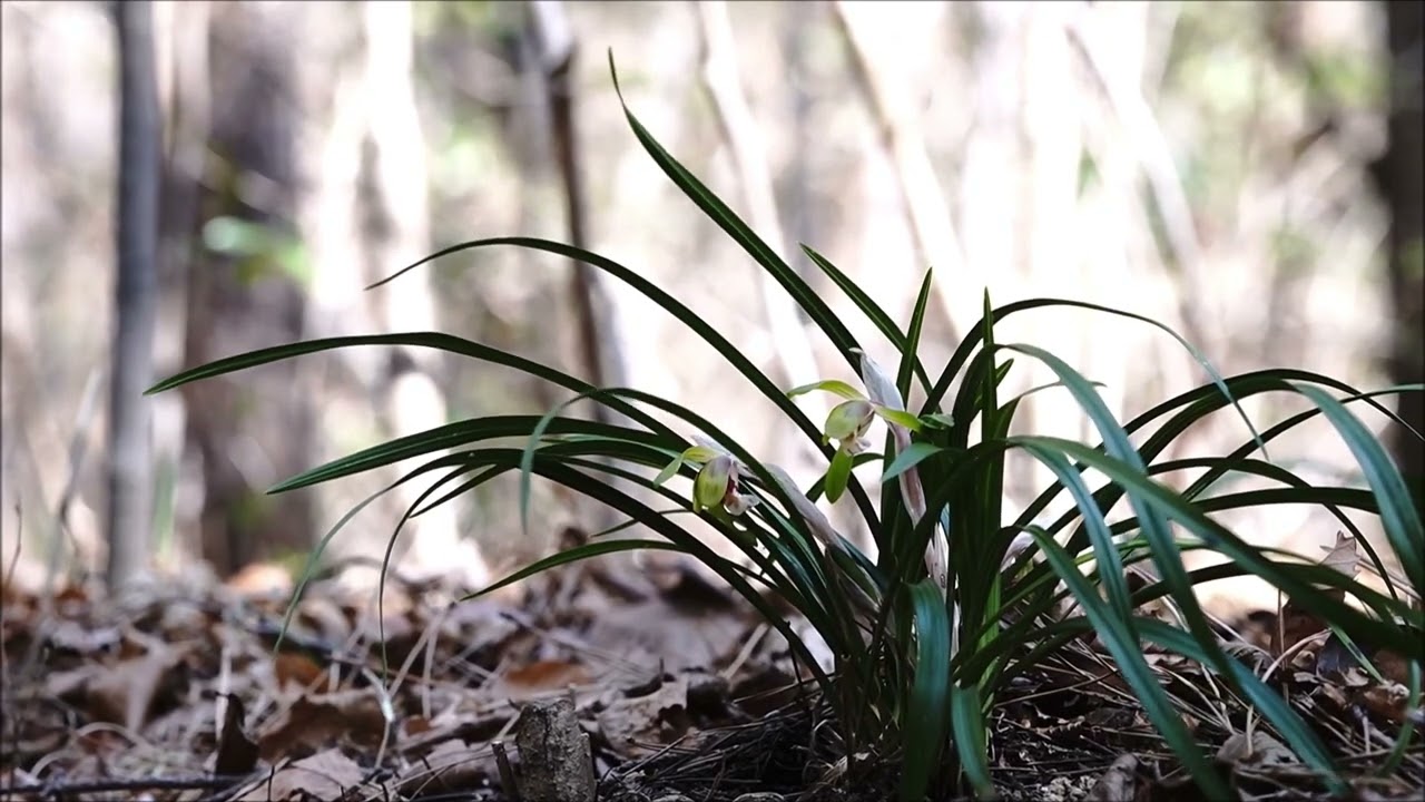 금정산의 풀꽃(11) - 보춘화(Cymbidium goeringii)