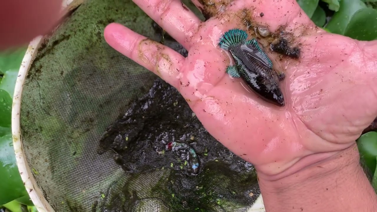 Sacando crías de Bettas ❤️