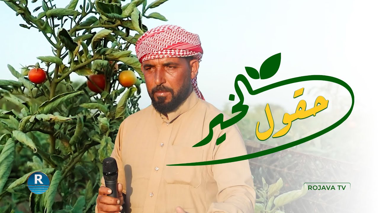 هذا الصنف من البندورة نجحت زراعته بريف الرقة