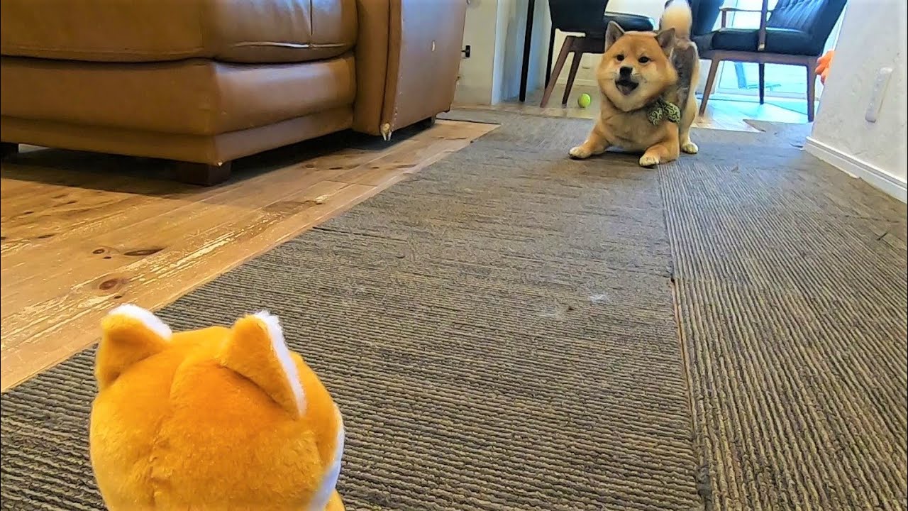 しゃべるぬいぐるみと口喧嘩をし始めた柴犬