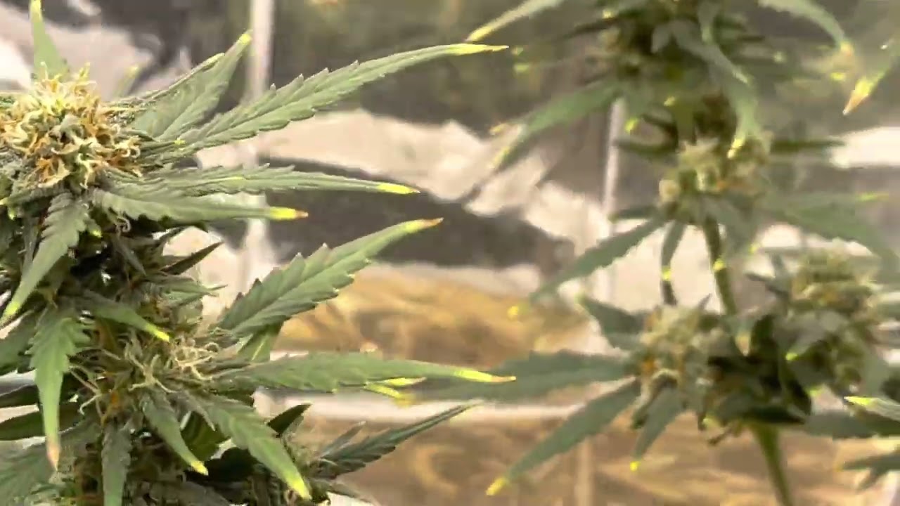 No nutrients, miracle grow soil, autoflower day 59 from seed