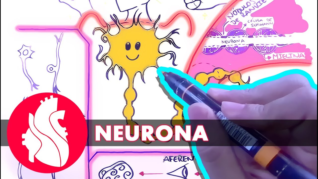 Sistema Nervioso - La neurona