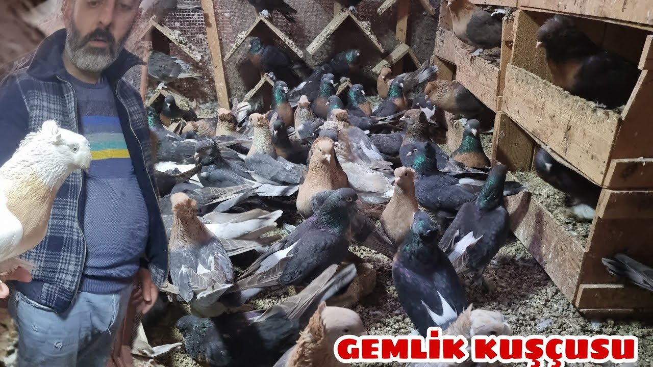 TARİHİ BİNADA KUŞ BESLEMEK GEMLİK MUHAMMED CİHAN KÜMESLERİNDEYİZ MİRO KAPLAMA KUVEYT JUMBO VS